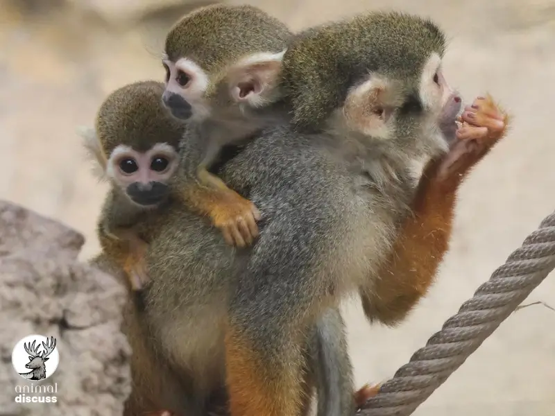 How Do Squirrel Monkeys Forage for Their Food