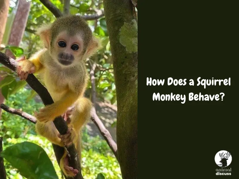 How Does a Squirrel Monkey Behave