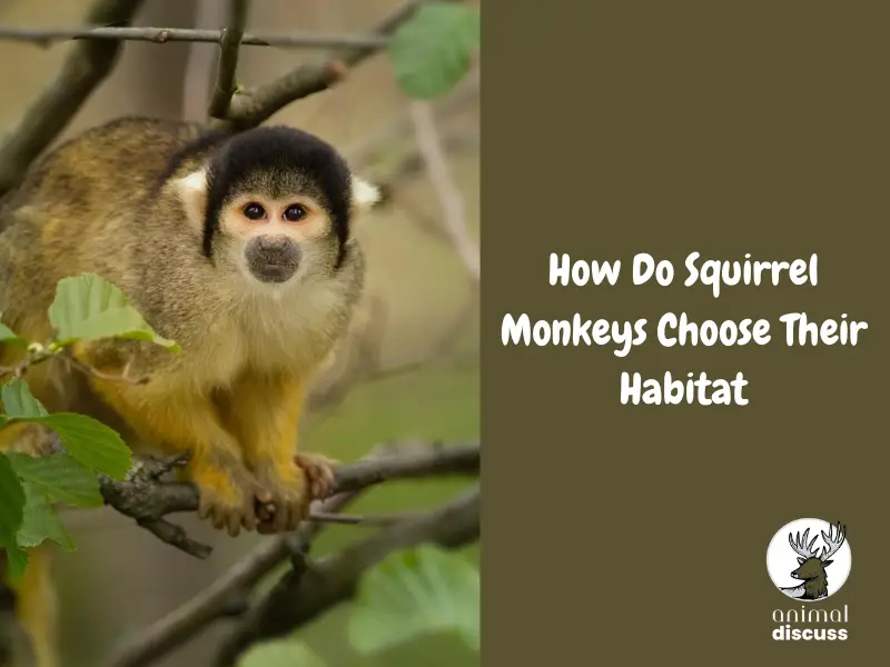 How Do Squirrel Monkeys Choose Their Habitat