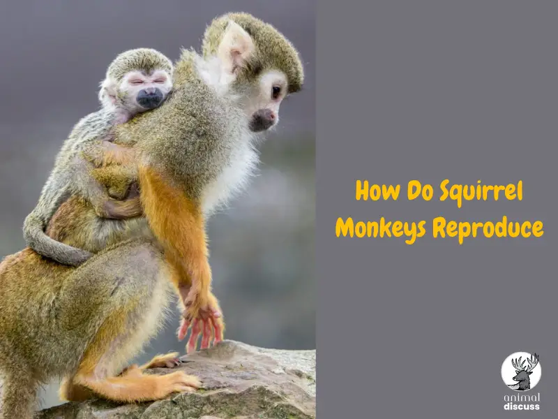 How Do Squirrel Monkeys Reproduce