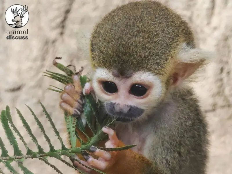 Seasonal Availability of Food for Squirrel Monkey