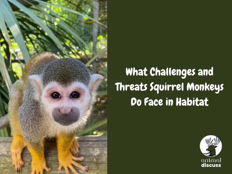 What Challenges and Threats Squirrel Monkeys Do Face in Habitat