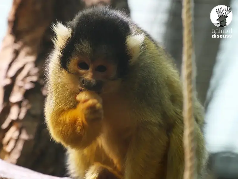 How Do Squirrel Monkeys Adapt to the Seasons with Food Scarcity