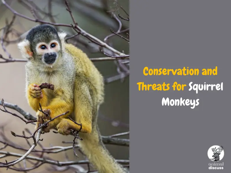 What Are the Conservation and Threats for Squirrel Monkeys