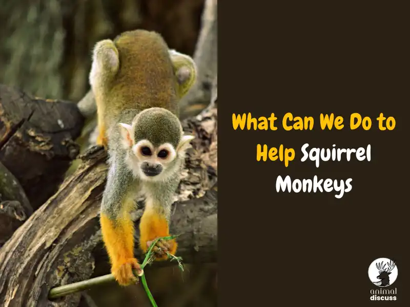 What Can We Do to Help Squirrel Monkeys