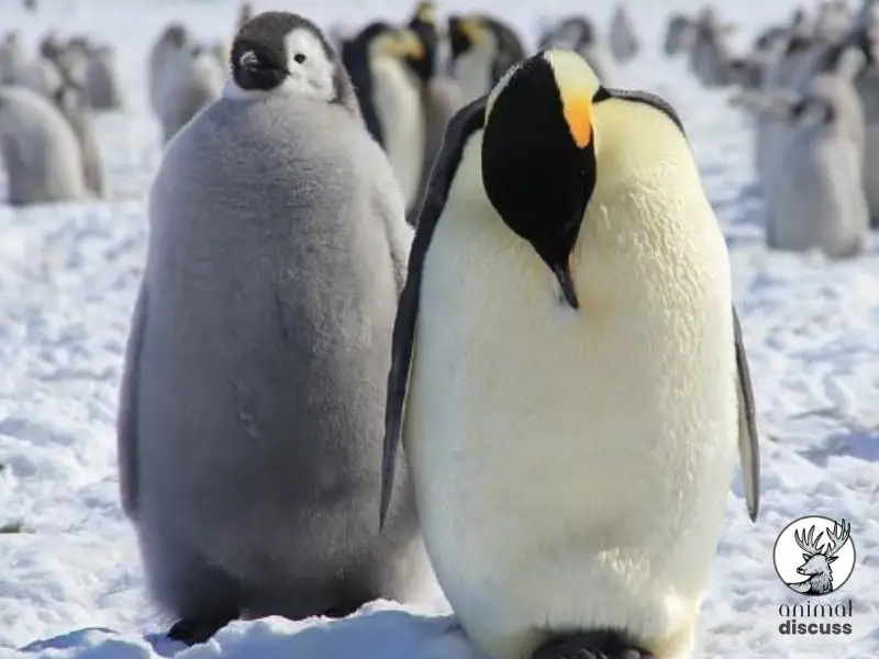 Factors that Affect Penguins’ Eating Habits