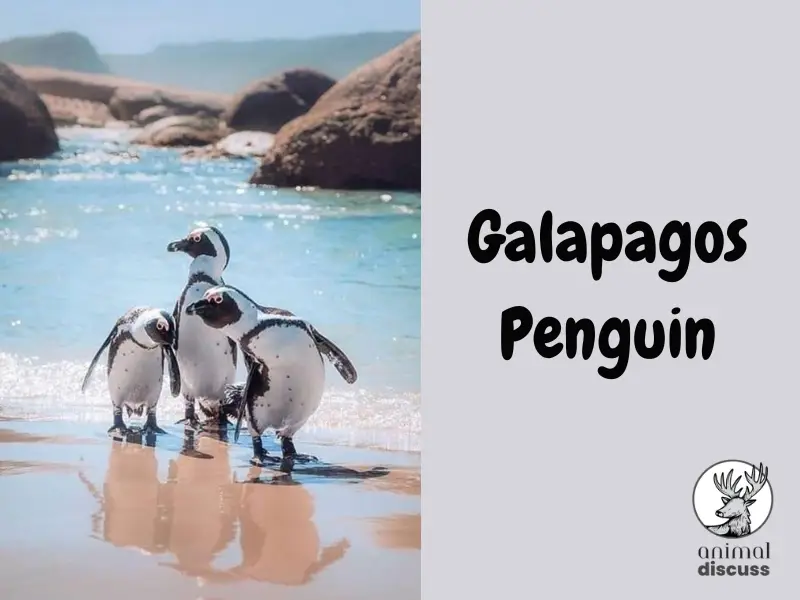 Galapagos Penguin