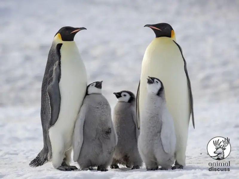 Habitat Threats that Penguins Face