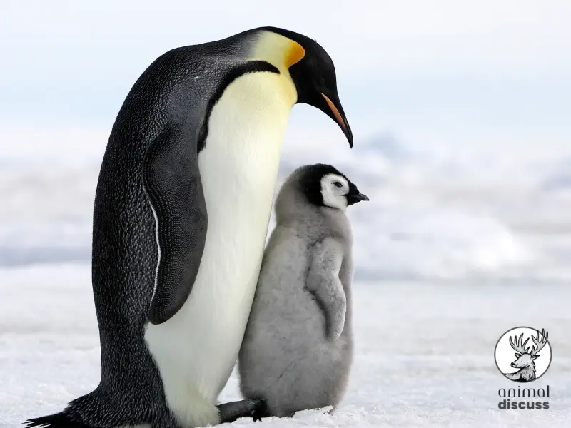 How Does the Habitat of Penguins Influence Their Diet