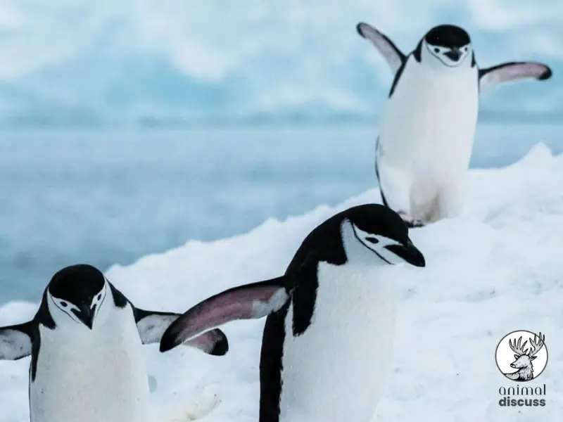 How Long Can Penguins Go Without Food