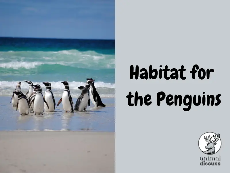 How to Create Ideal Habitat for the Penguins in Captivity