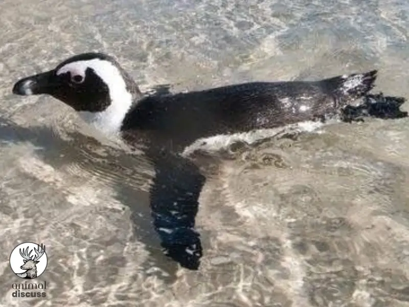 Penguins’ Diet at Various Life Stages