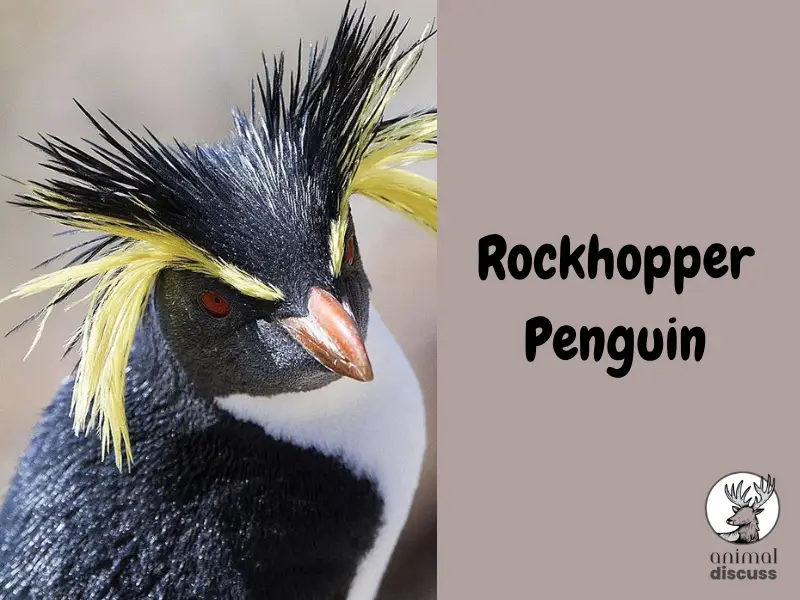 Rockhopper penguin