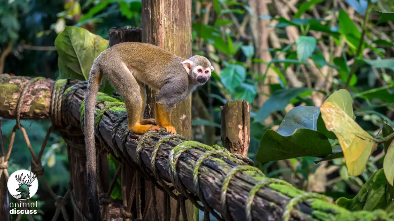 Squirrel Monkeys Overview