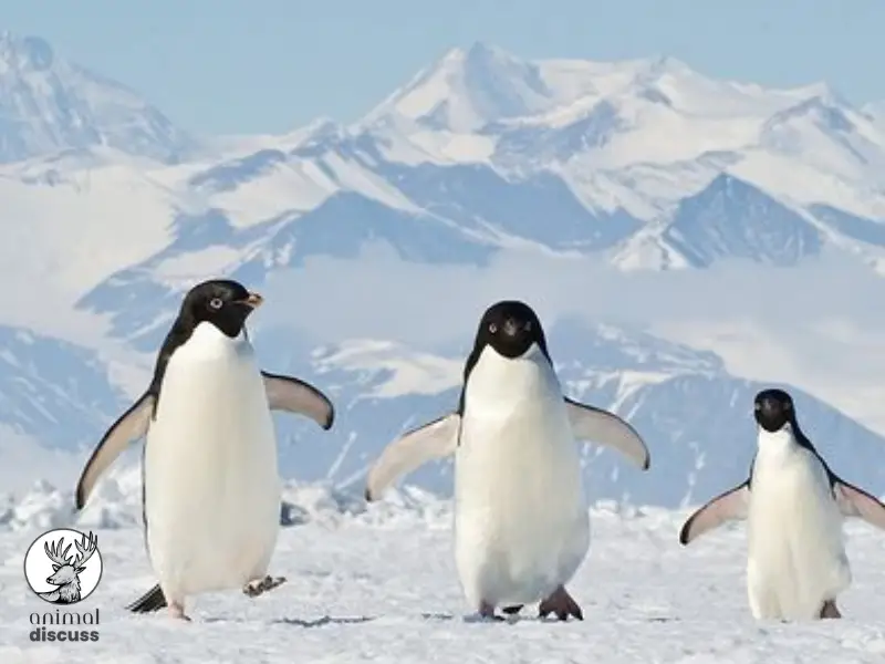 What are the Behavioral Facts of Penguins