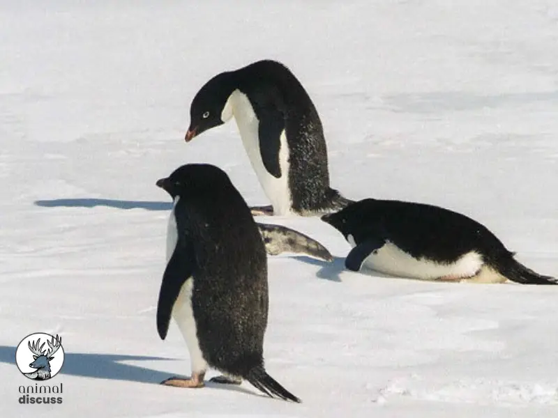 What do Penguins Eat