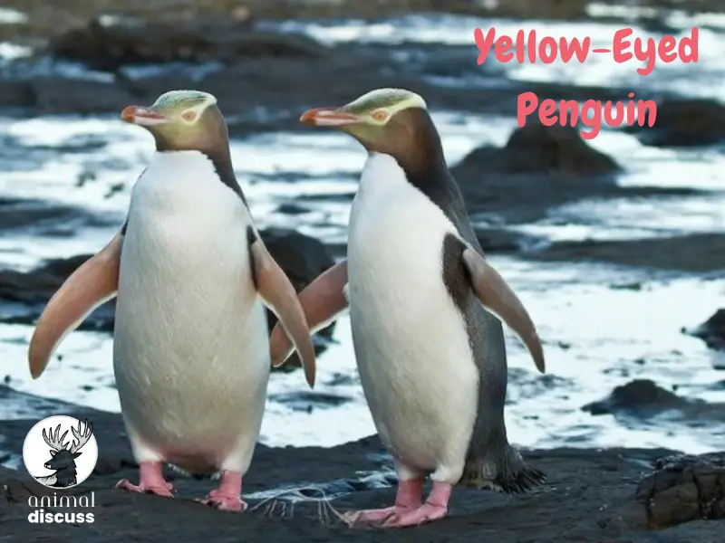 Yellow-eyed penguin