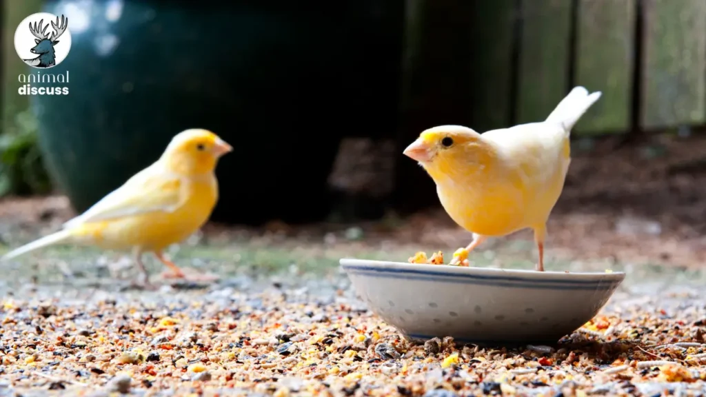 What Do Domestic Canary Eat