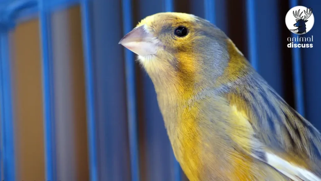 Essential Features of a Domestic Canary’s Cage