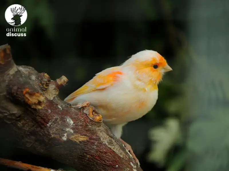 What Are the Basic Dietary Needs of a Domestic Canary