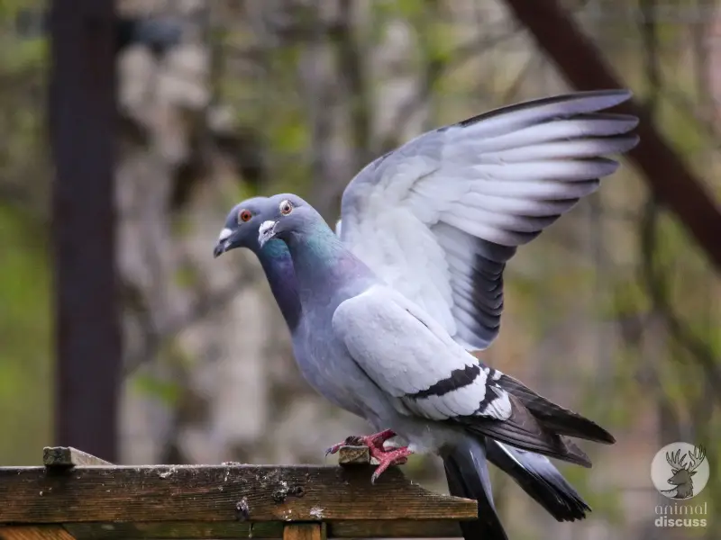 What Are the Common Behavioral Traits of Pigeons