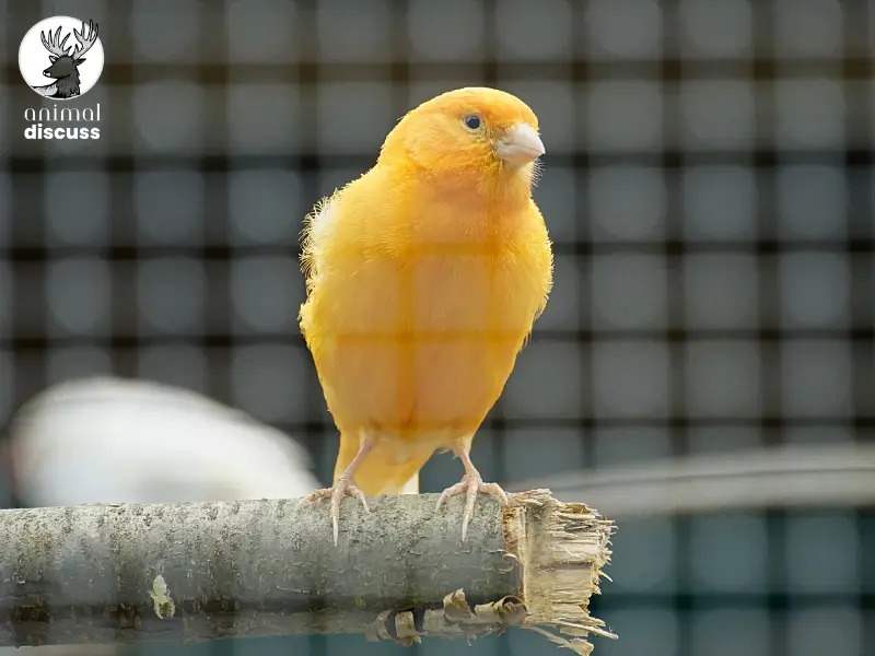 What Are the Unique Behavioral Traits of Domestic Canaries