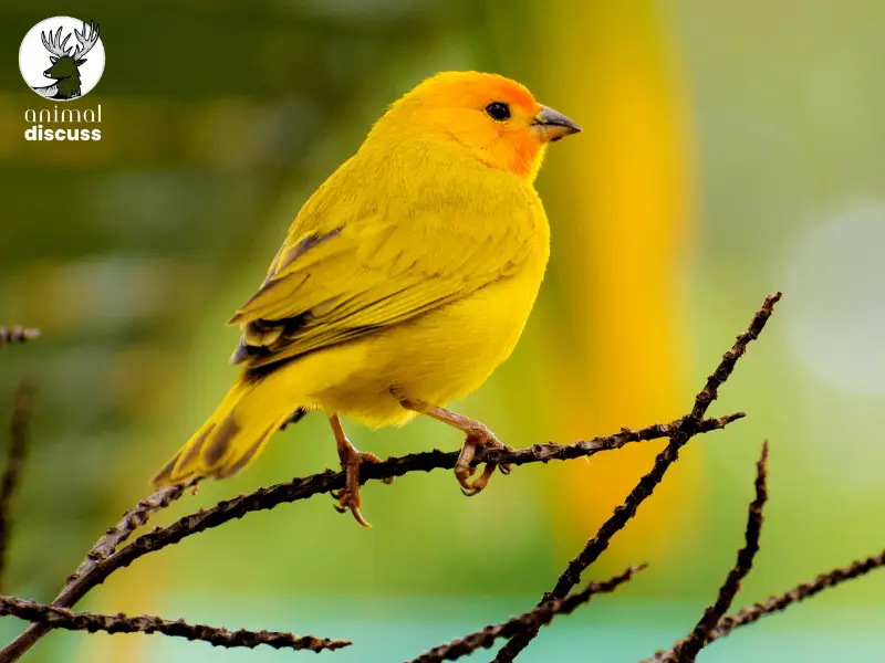 What is a Domestic Canary Bird