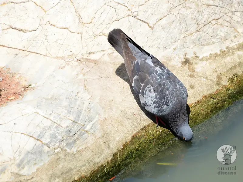 What Are Pigeons’ Feeding and Foraging Habits