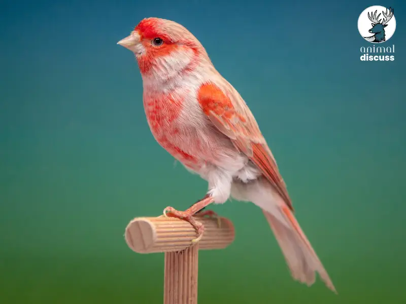 What Are the Different Varieties of Domestic Canary Birds