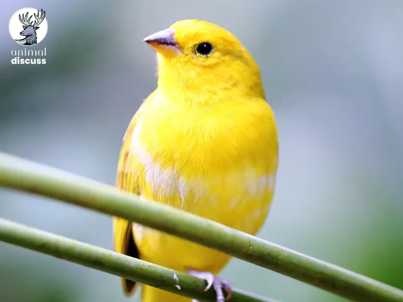 What Common Behavioral Issues Do Domestic Canaries Display