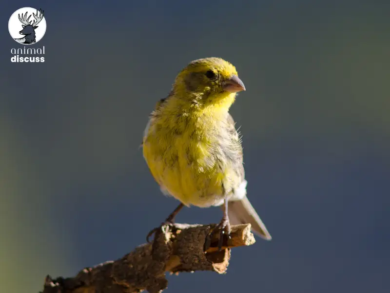 How Do Changes in Environment Affect a Canary's Behavior