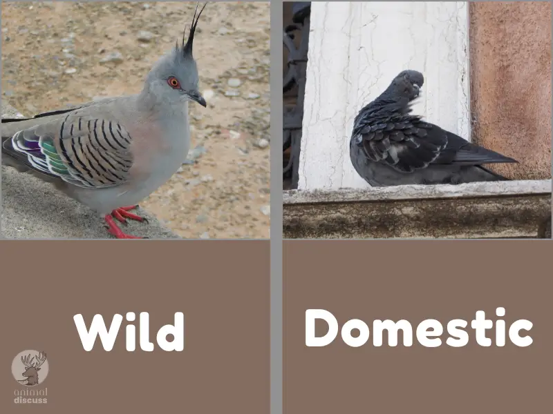 What Are the Differences Between Wild and Domestic Pigeon Behavior