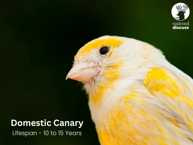 What is the Lifespan of a Domestic Canary Bird