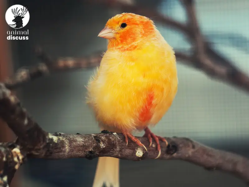 Can Canaries Be Trained to Modify Behavior