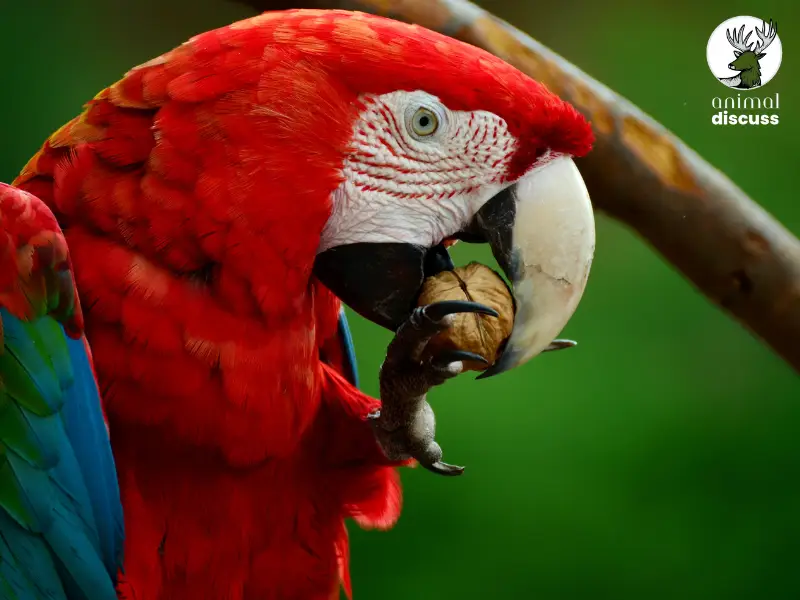 Can Parrots Eat Insects or Animal Protein