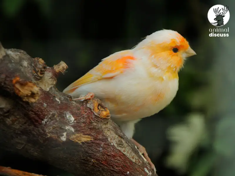 What is the Temperament of a Domestic Canary Bird