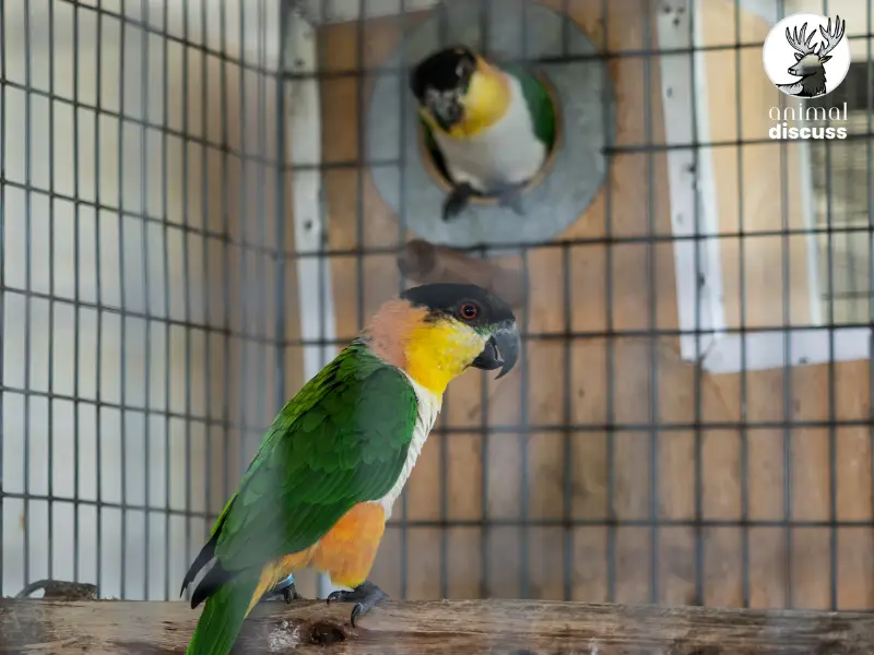 How to Design a Safe and Engaging Parrot Habitat