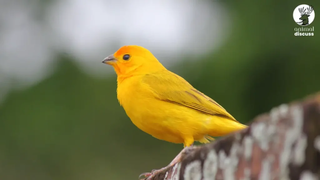 Domestic Canary Bird Overview