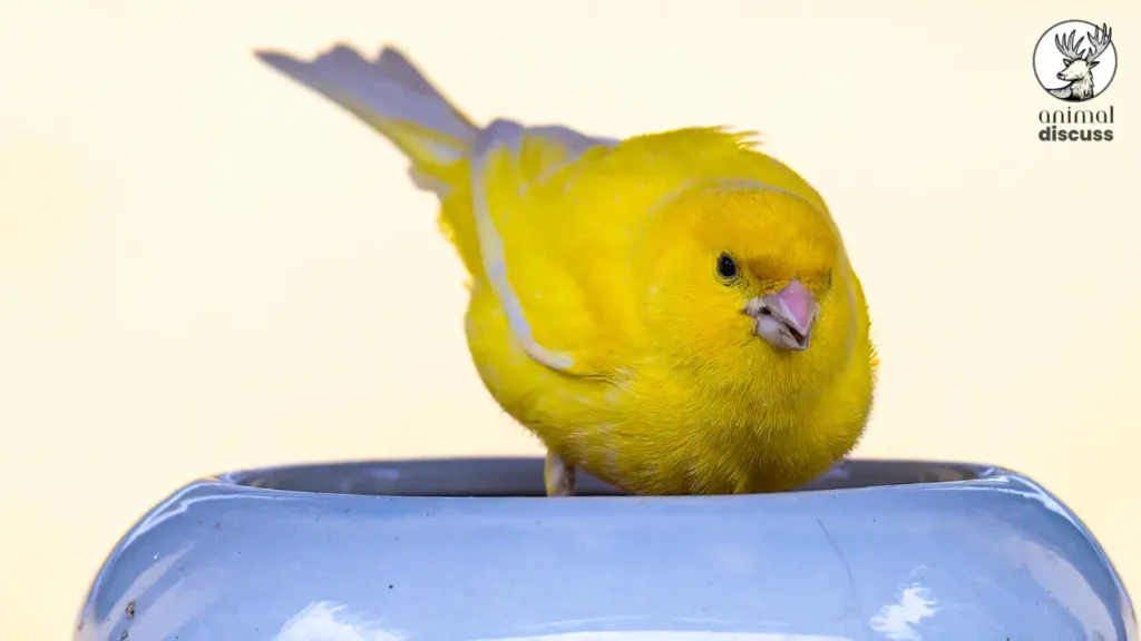 Domestic Canary Habitat