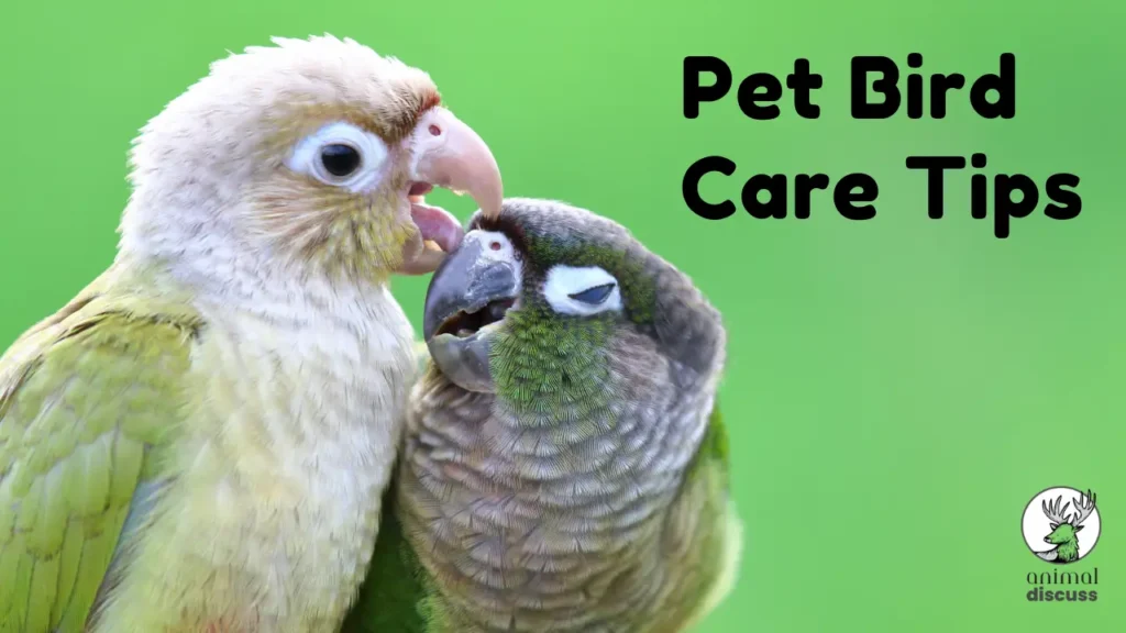 Pet Bird Care Tips